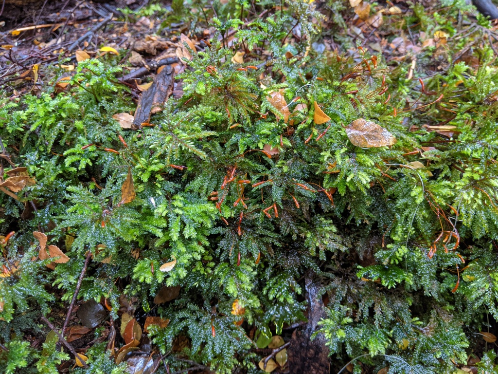 Hypnodendron vitiense (hero image)