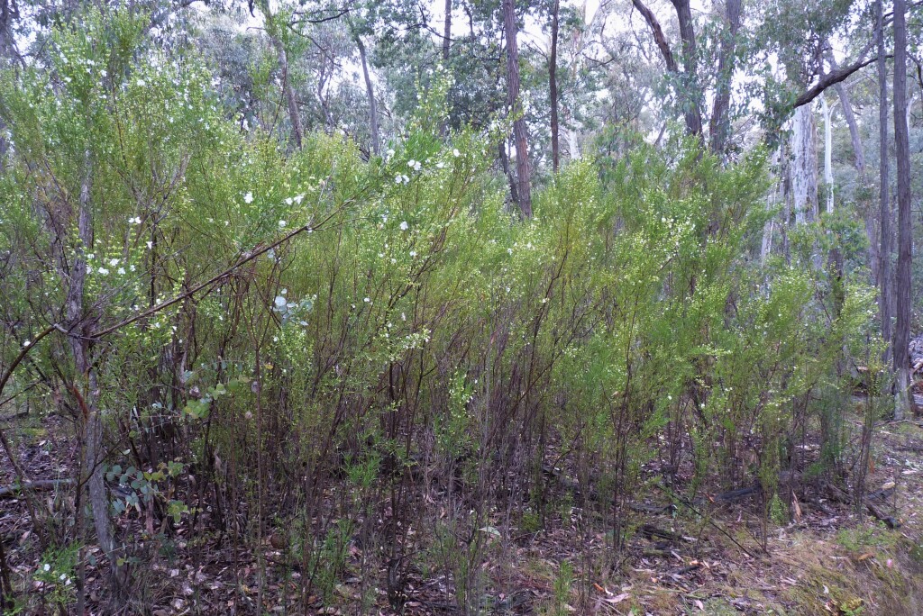 Prostanthera nivea var. nivea (hero image)