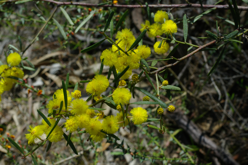 Acacia ausfeldii (hero image)