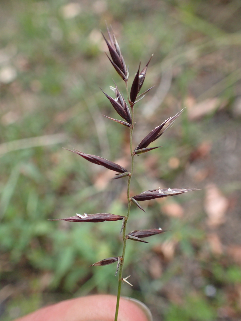 Australopyrum (hero image)