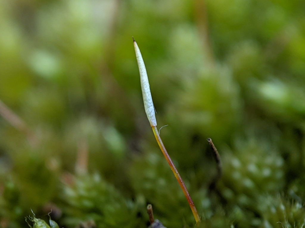 Lepyrodon pseudolagurus (hero image)