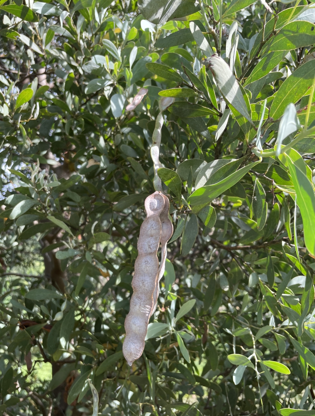 Acacia caerulescens (hero image)