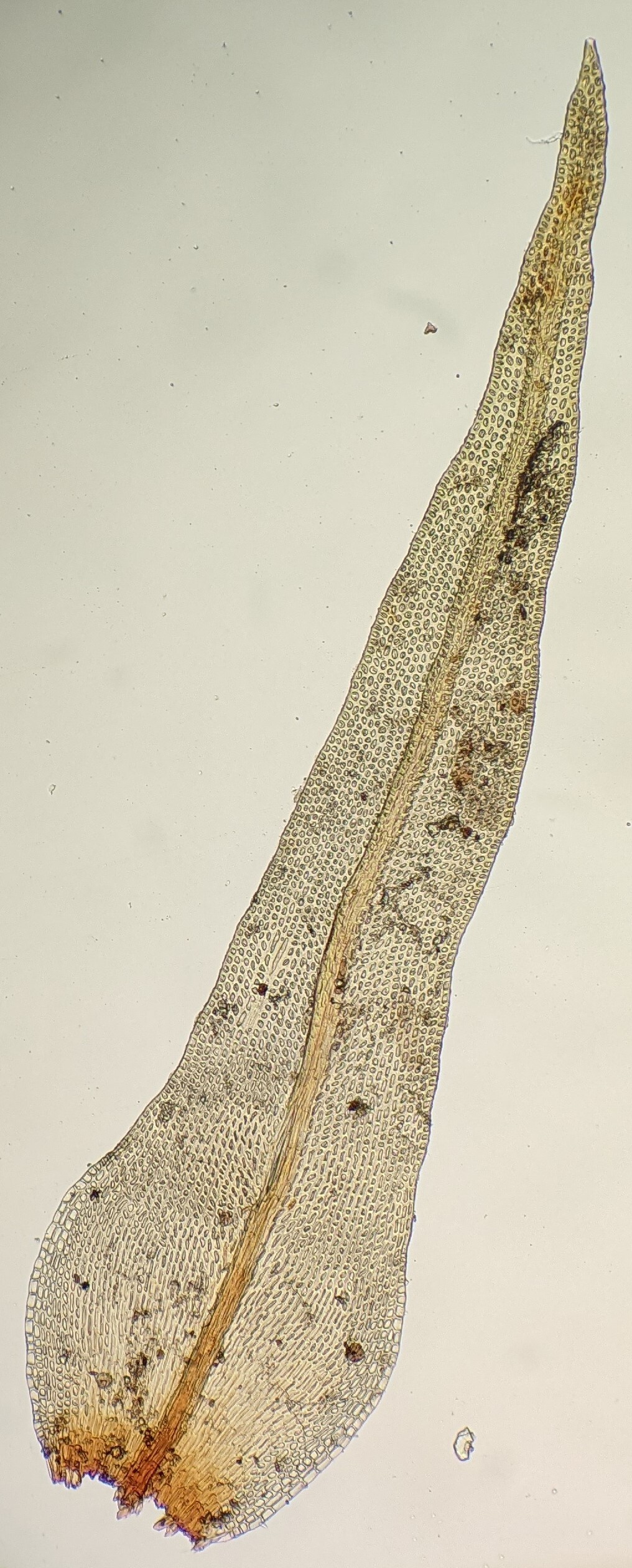 Ulota viridis var. viridis (hero image)