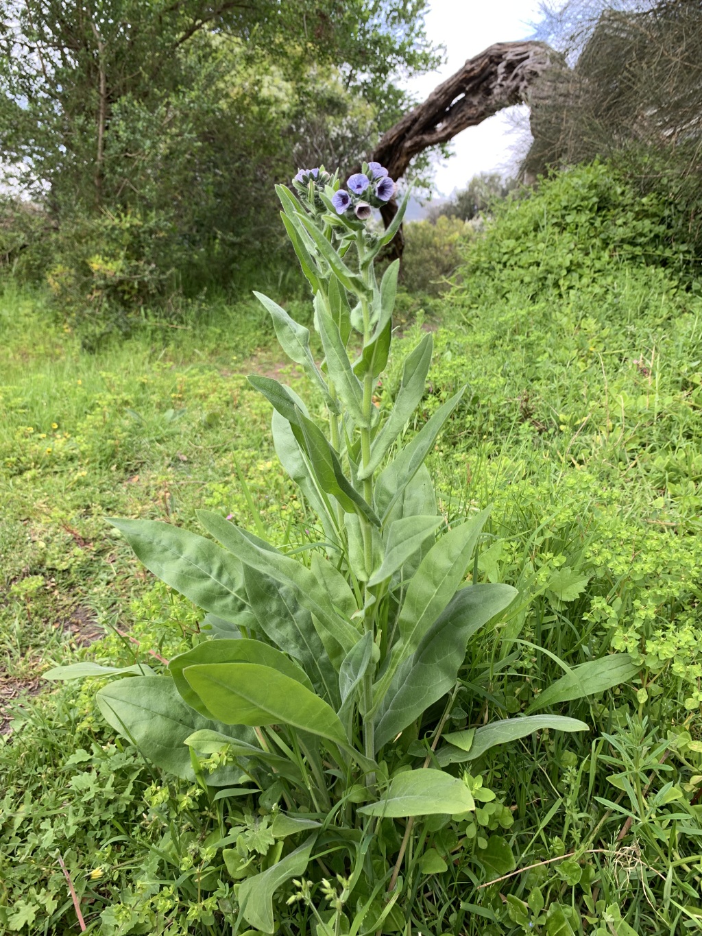 Cynoglossum creticum (hero image)