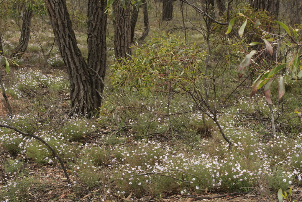 Brachyscome multifida (hero image)