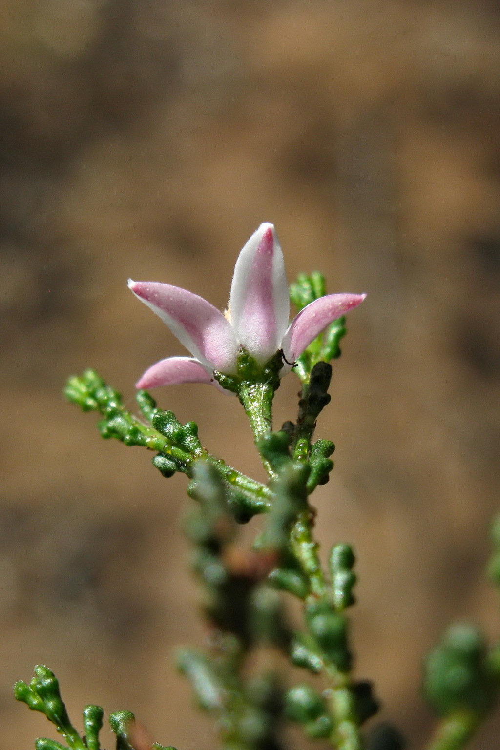 Philotheca angustifolia (hero image)