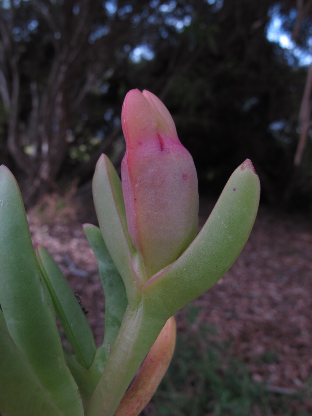 Carpobrotus rossii (hero image)