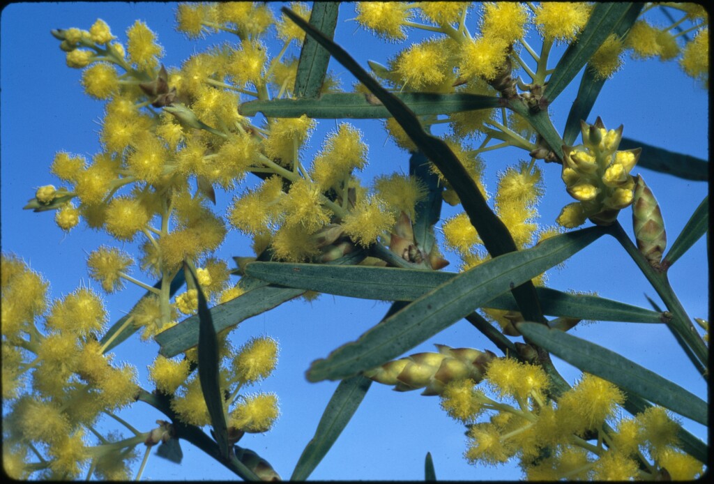 Acacia iteaphylla (hero image)