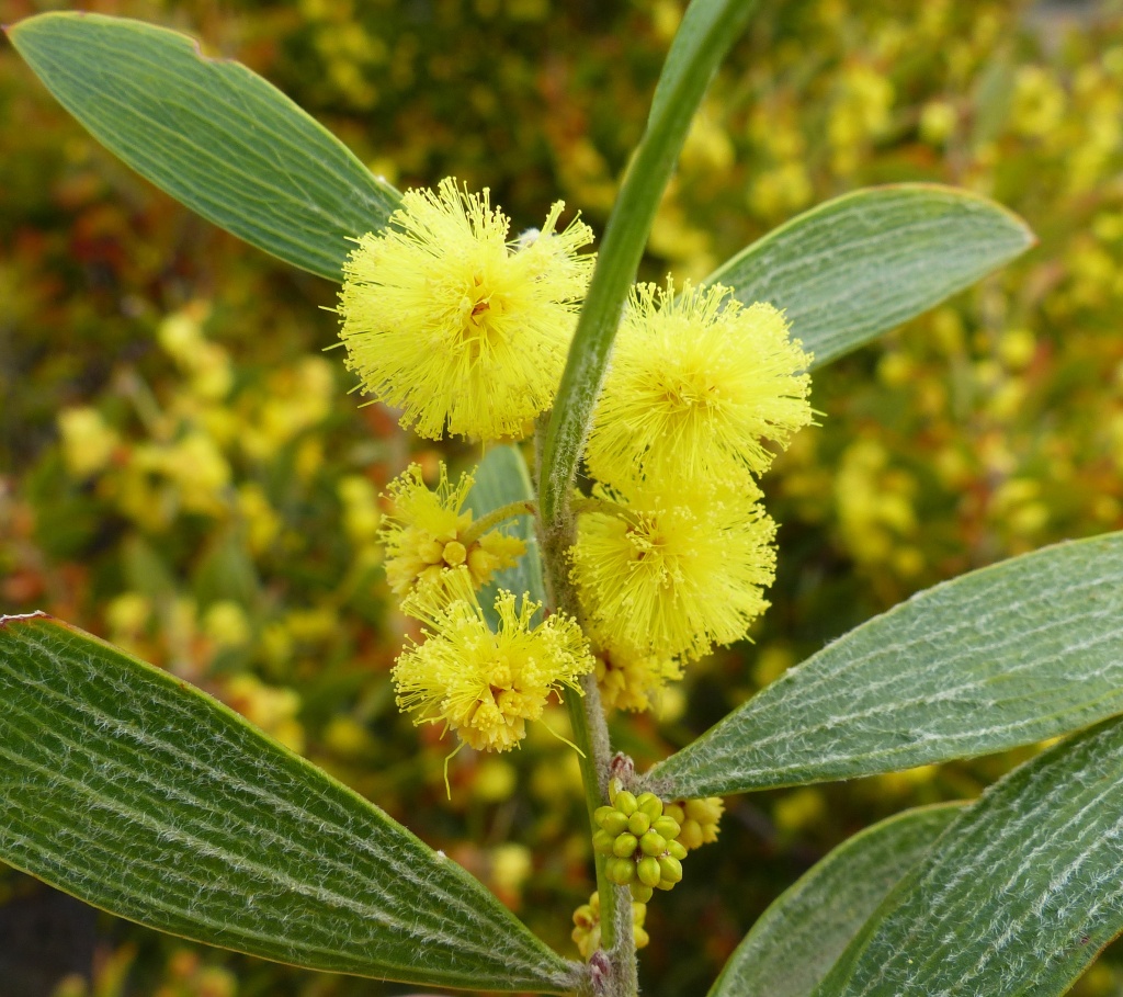 Acacia lanigera var. lanigera (hero image)