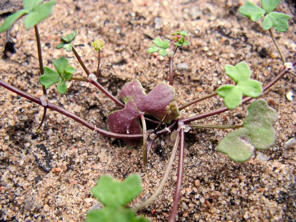 Hydrocotyle rugulosa (hero image)