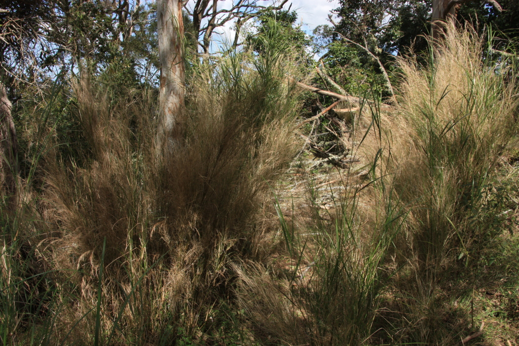 Austrostipa ramosissima (hero image)