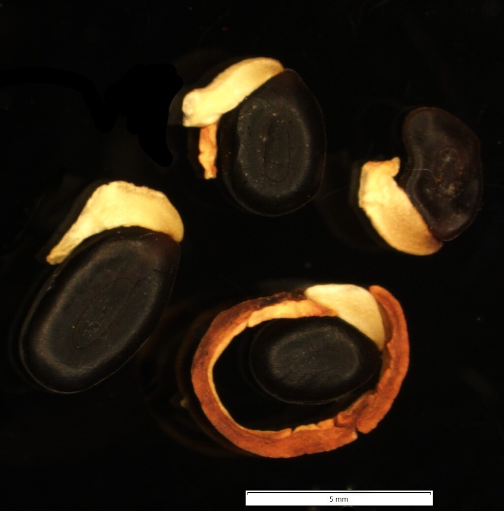 Acacia amoena (hero image)