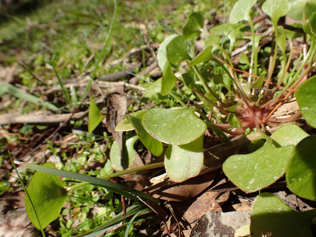 Claytonia perfoliata subsp. perfoliata (hero image)