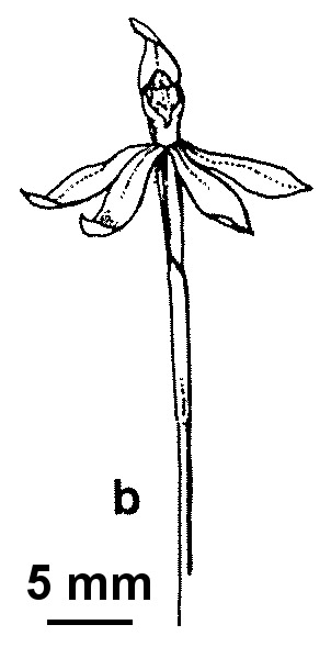 Caladenia prolata (hero image)