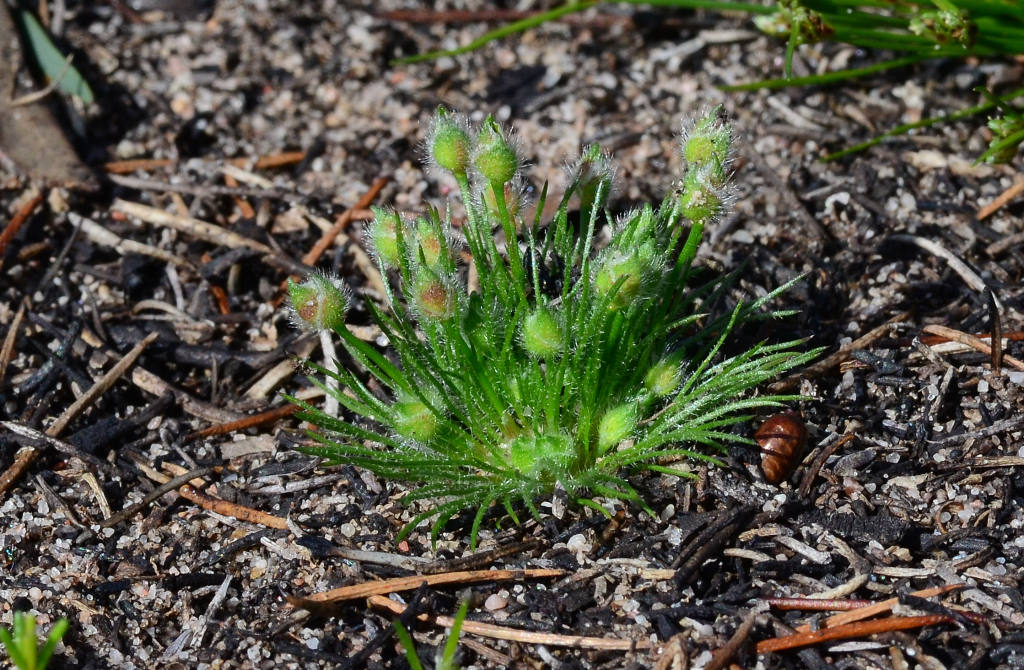 Centrolepis strigosa subsp. strigosa (hero image)