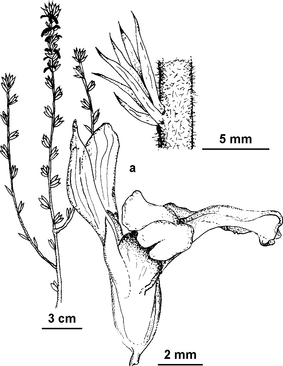 Muraltia heisteria (hero image)