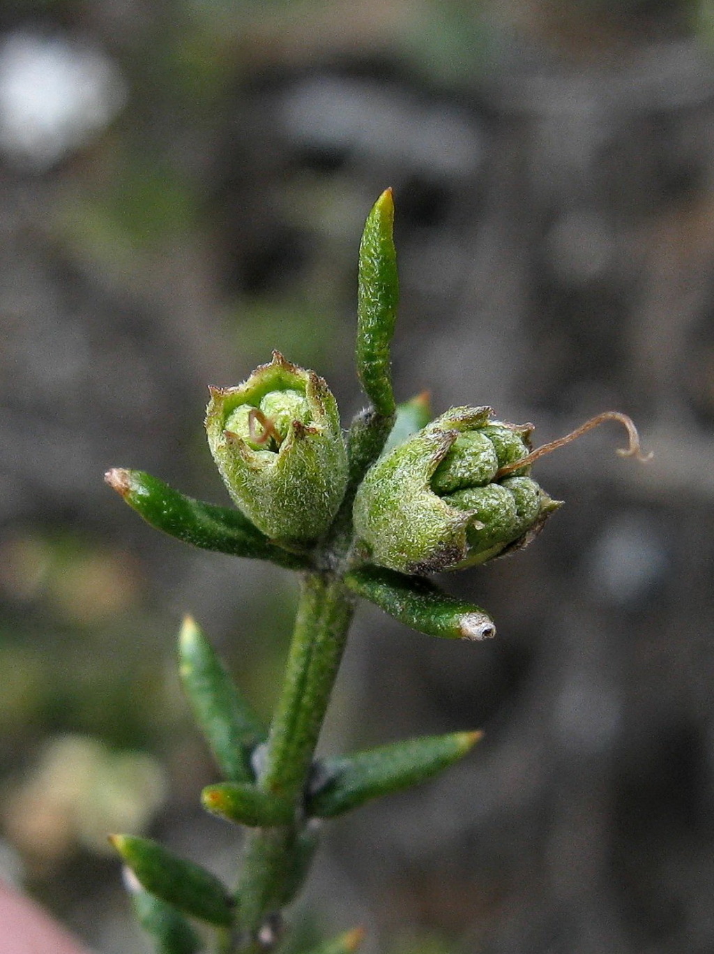 Westringia rigida (hero image)