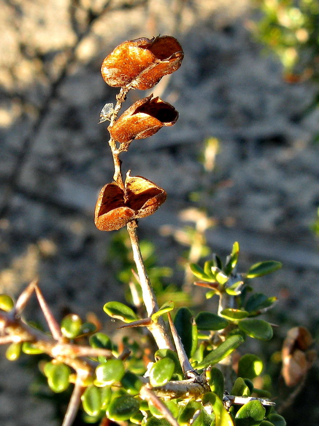 Bursaria spinosa subsp. spinosa (hero image)
