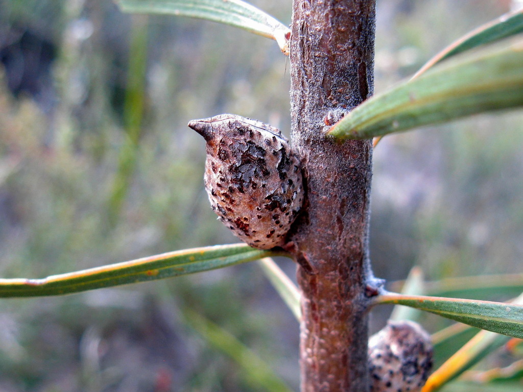 Hakea repullulans (hero image)