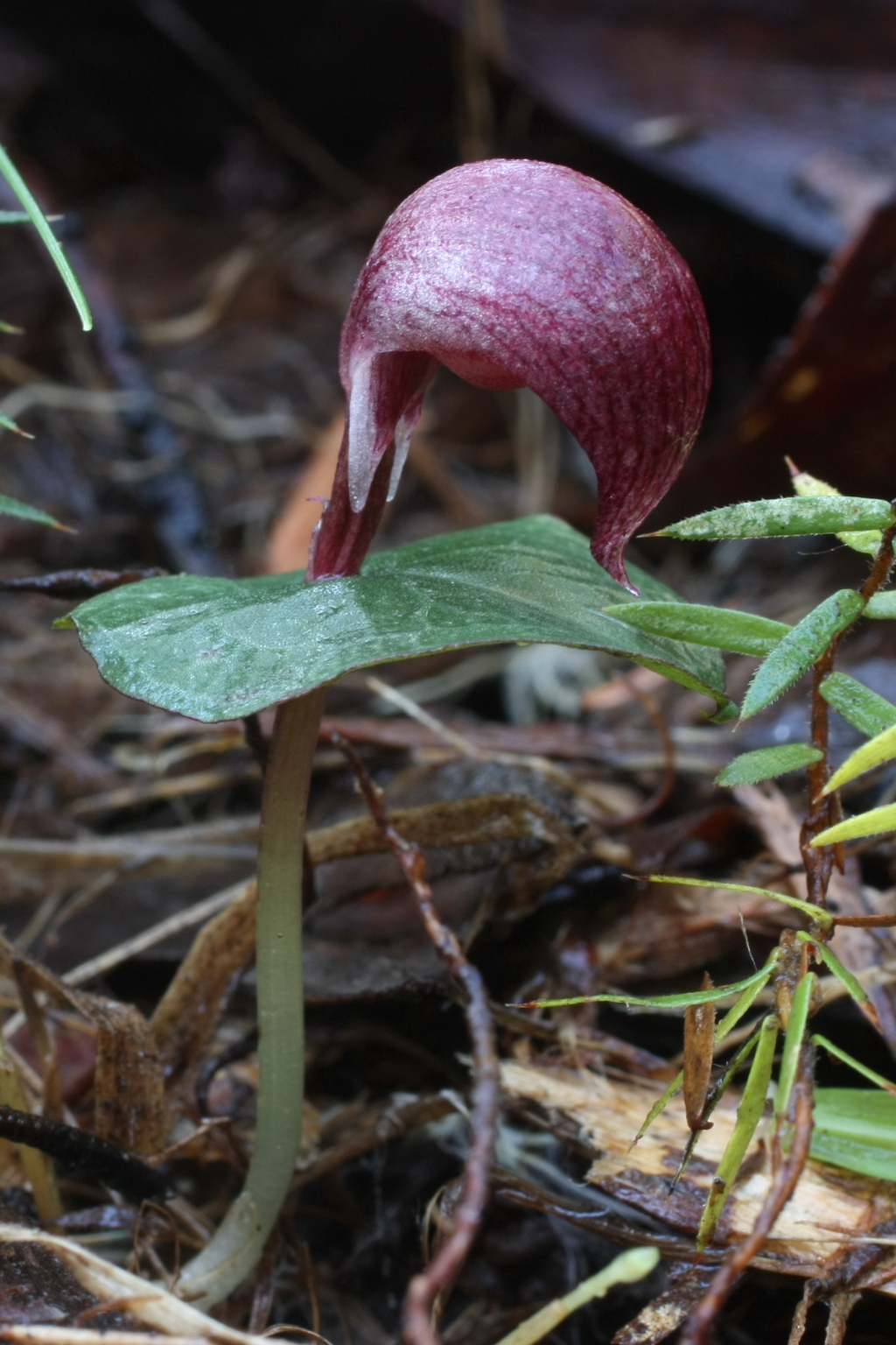 Corybas (hero image)