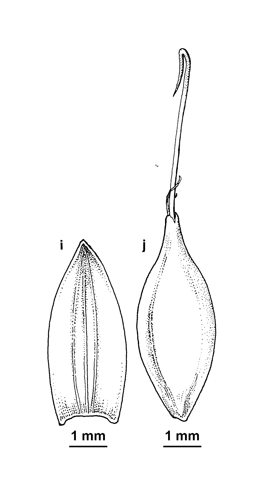 Carex austrocompacta (hero image)