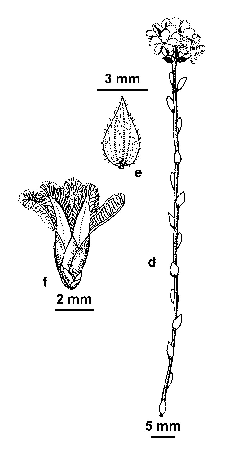 Leucopogon virgatus var. brevifolius (hero image)