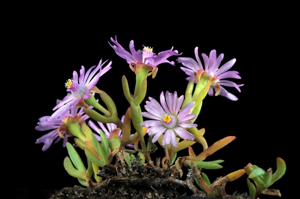 Lampranthus (hero image)