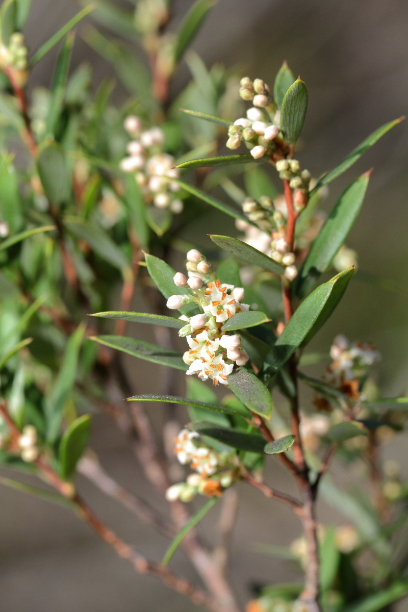 Monotoca elliptica (hero image)