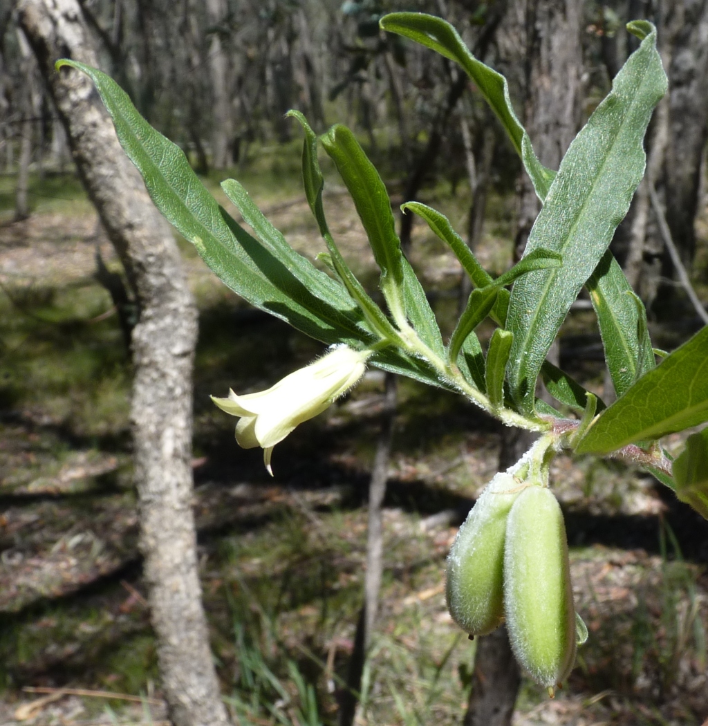 Billardiera scandens (hero image)