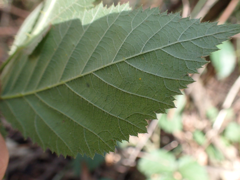 Rubus leucostachys (hero image)