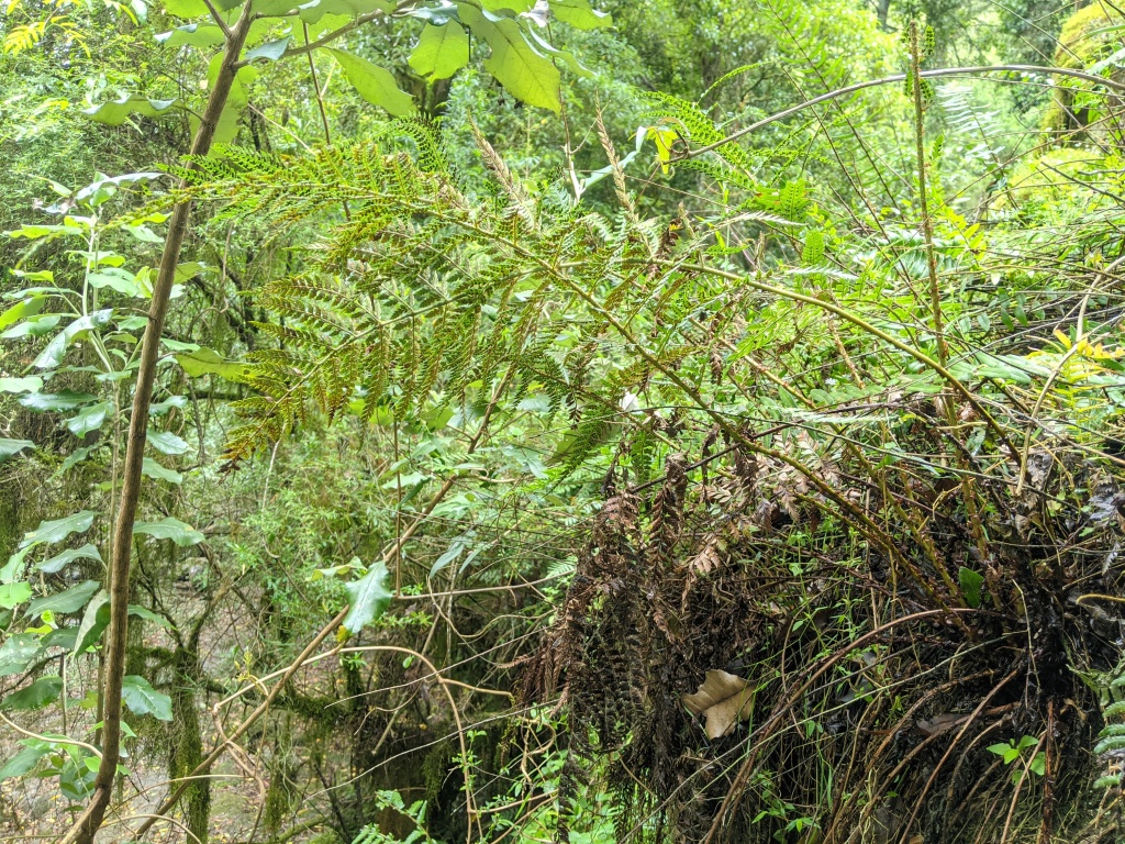 Polystichum formosum (hero image)