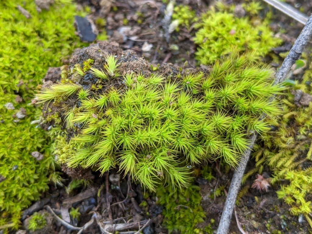 Bartramia breutelii (hero image)