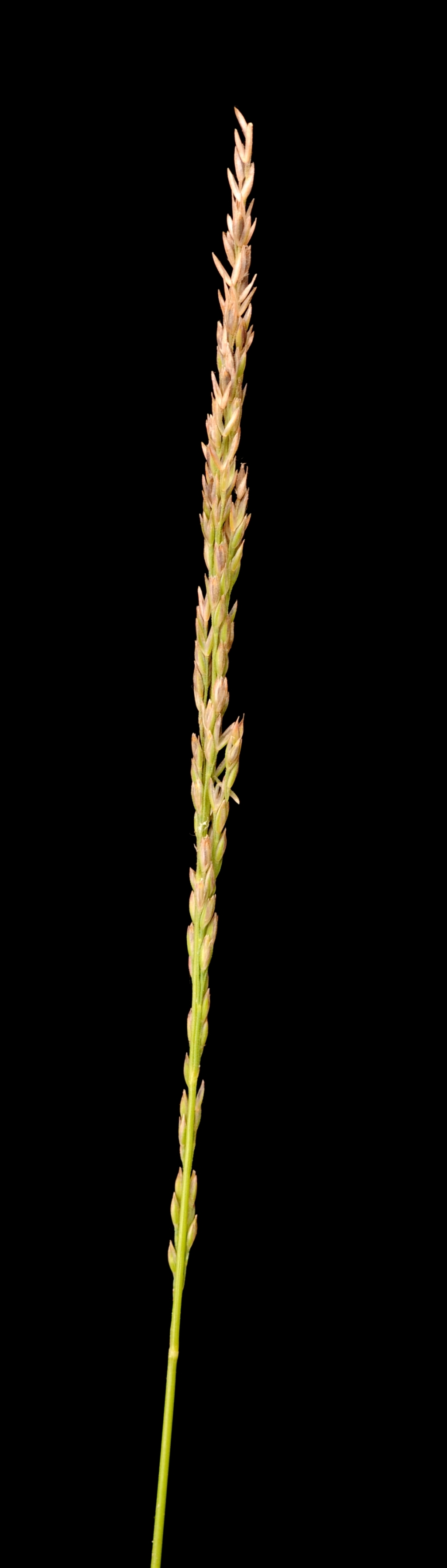 Magnoliopsida (hero image)