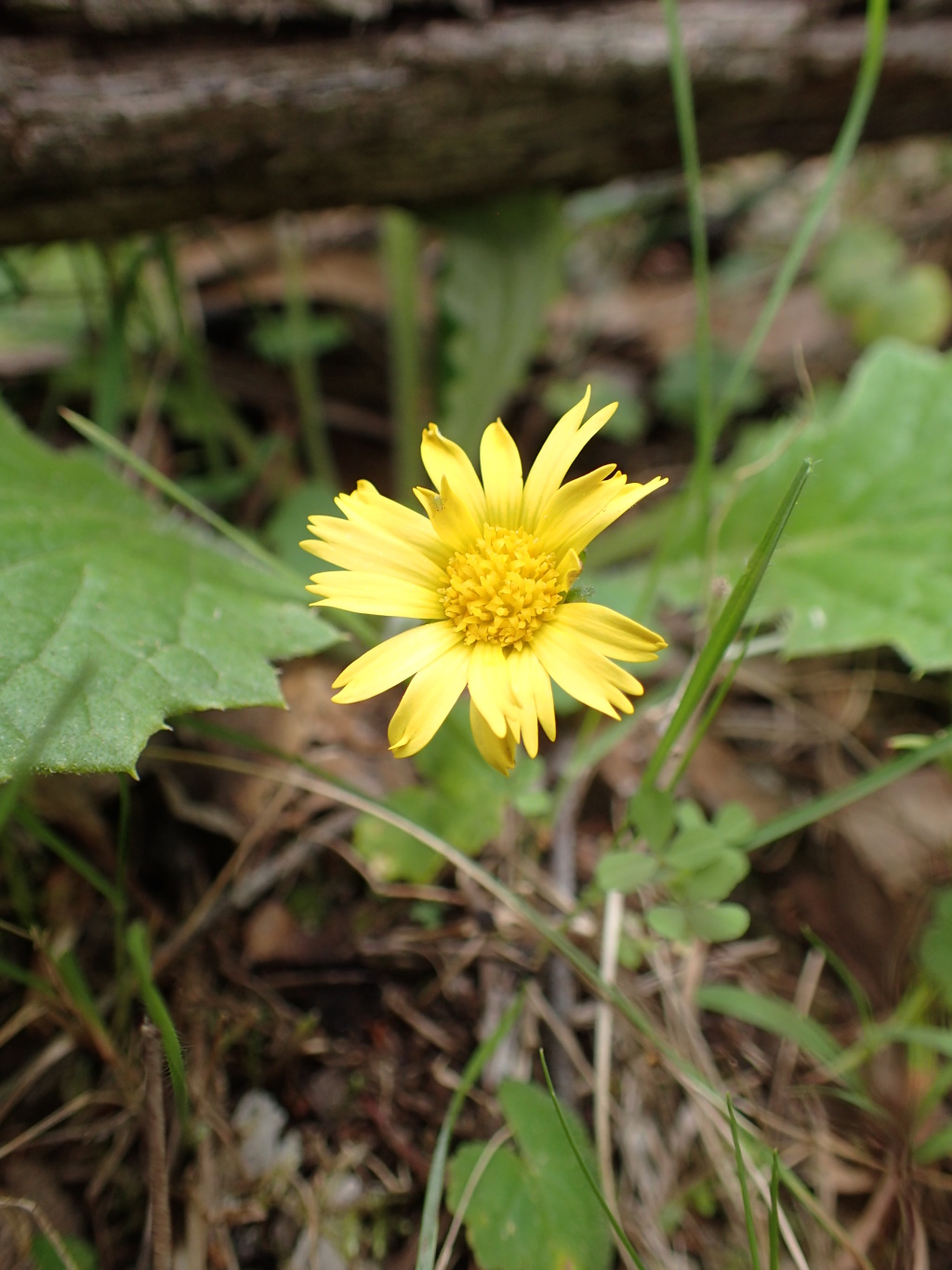 Cymbonotus (hero image)