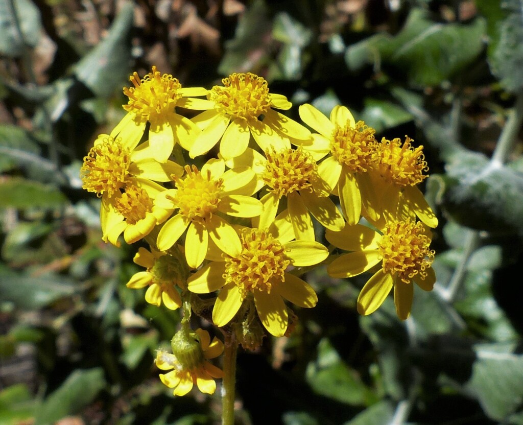Senecio garlandii (hero image)