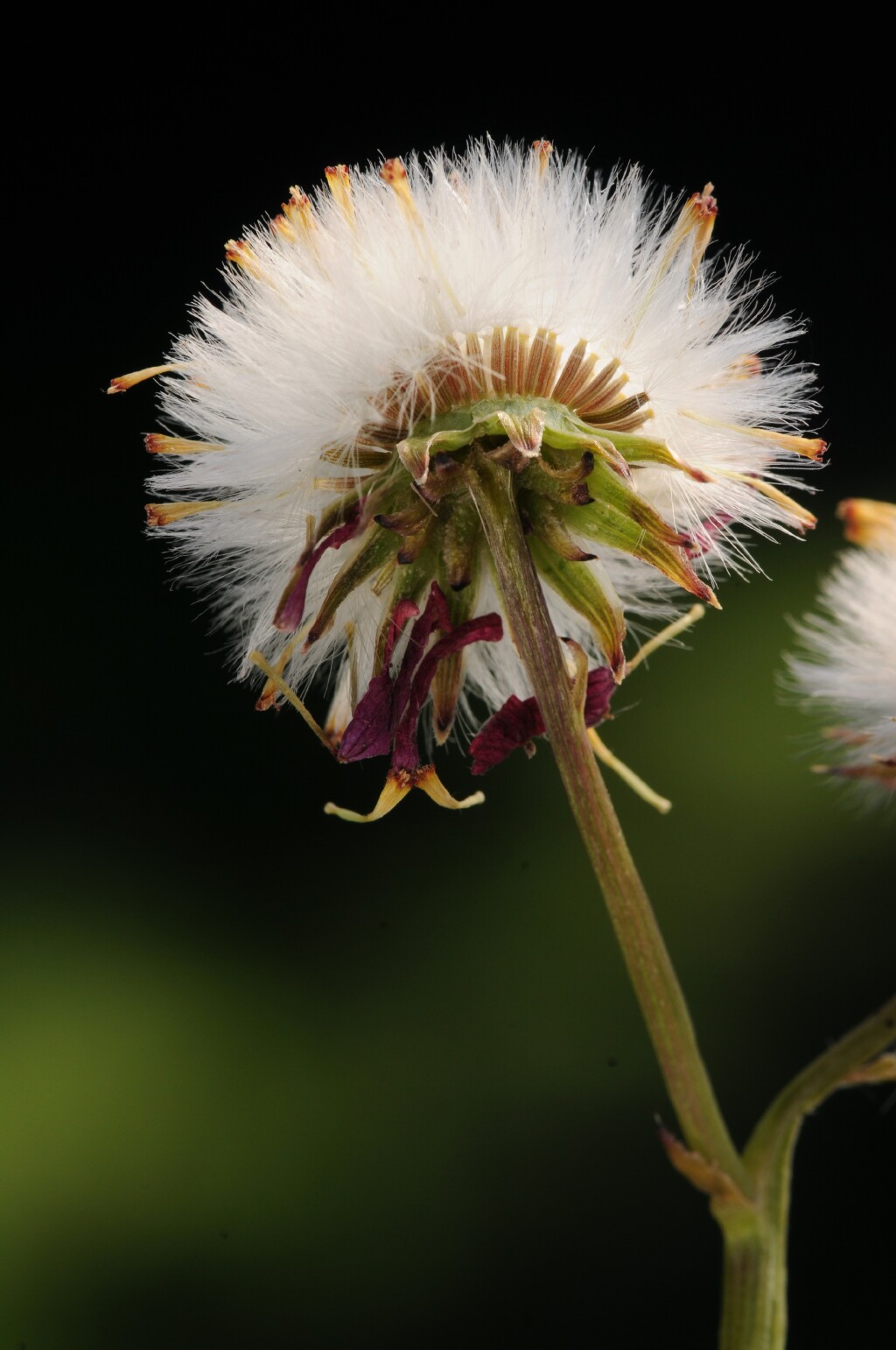 Senecio (hero image)