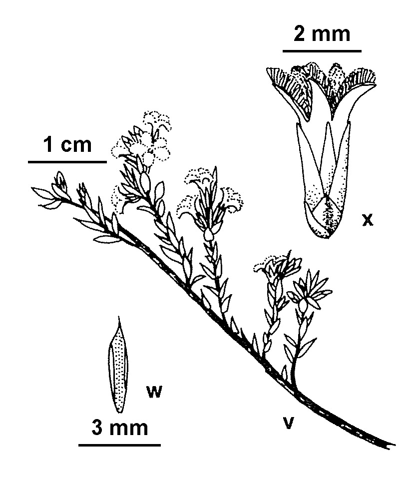 Styphelia attenuata (hero image)