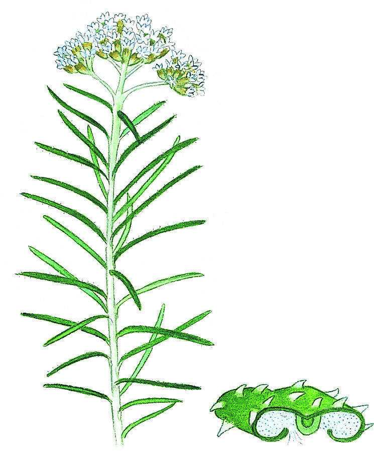 Ozothamnus rosmarinifolius (hero image)