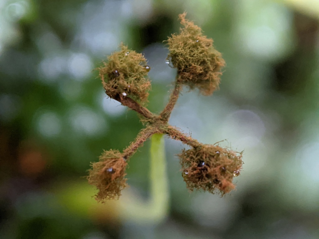Hymenophytaceae (hero image)