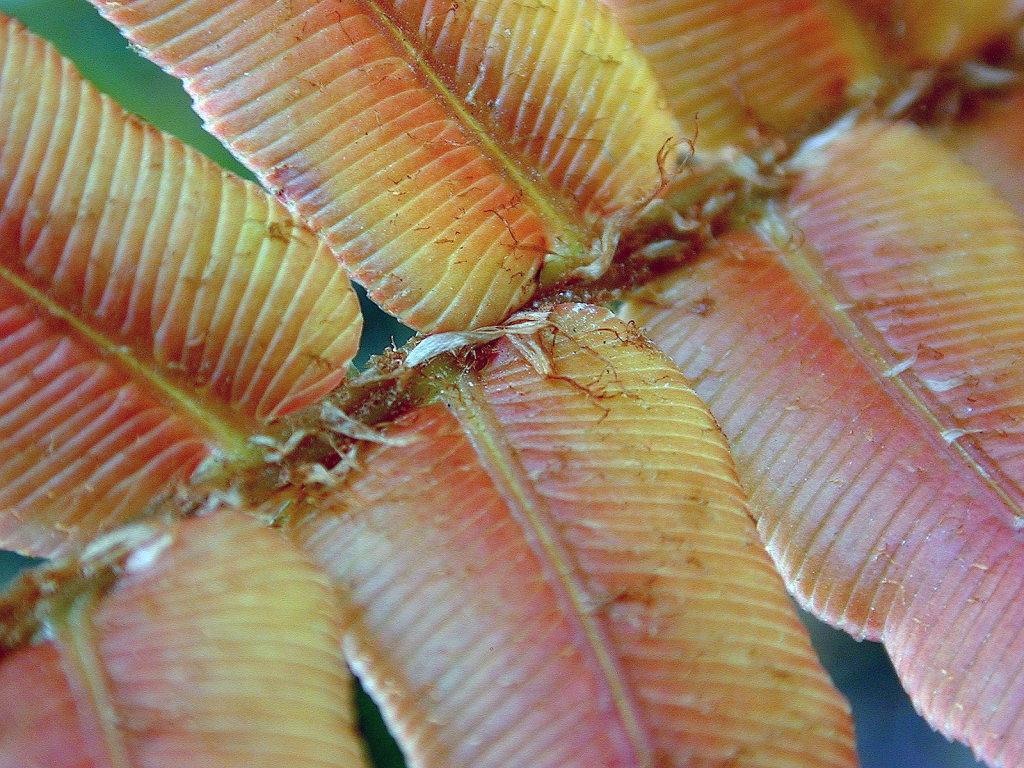 Blechnum wattsii (hero image)