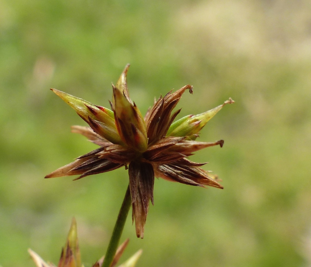 Juncus fockei (hero image)