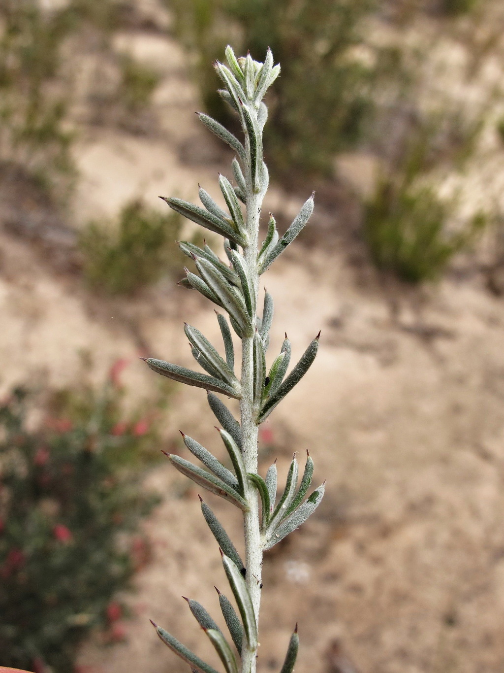 Grevillea lavandulacea subsp. lavandulacea (hero image)