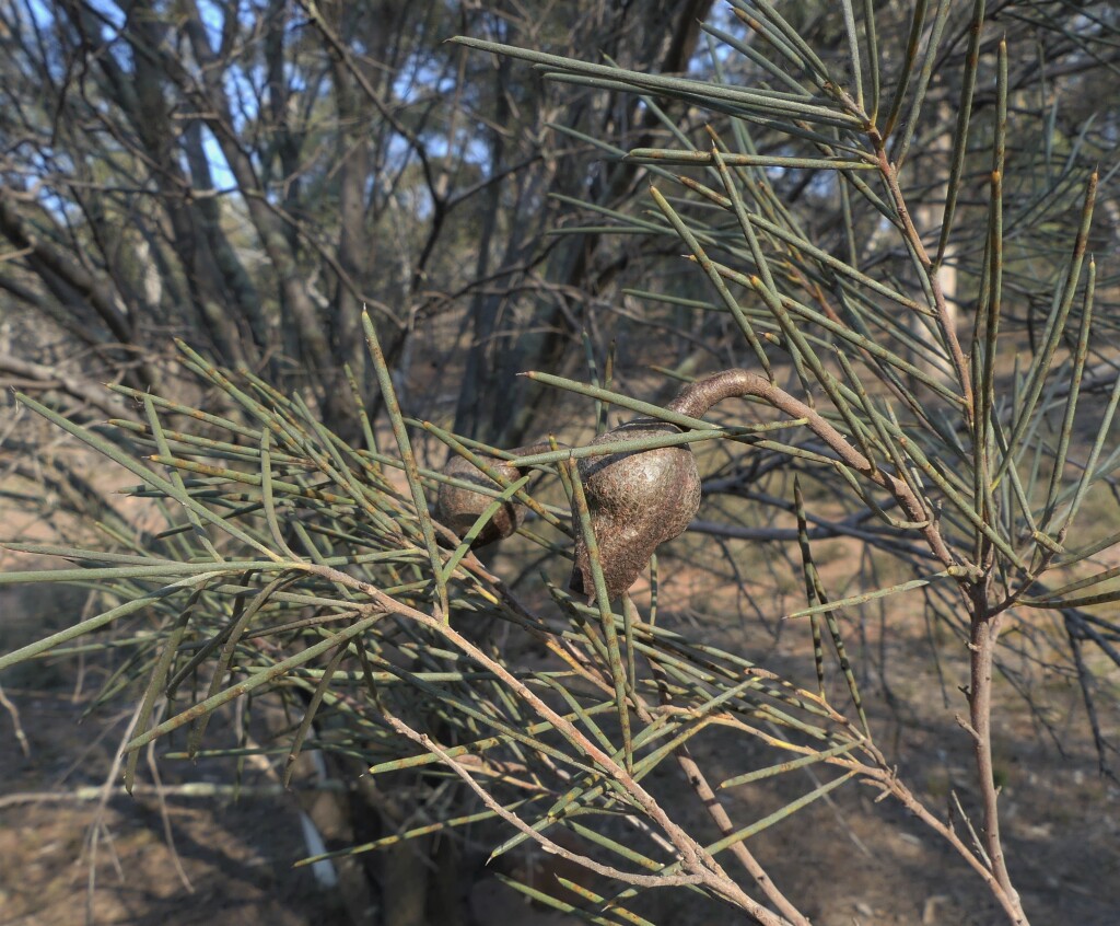 Hakea tephrosperma (hero image)