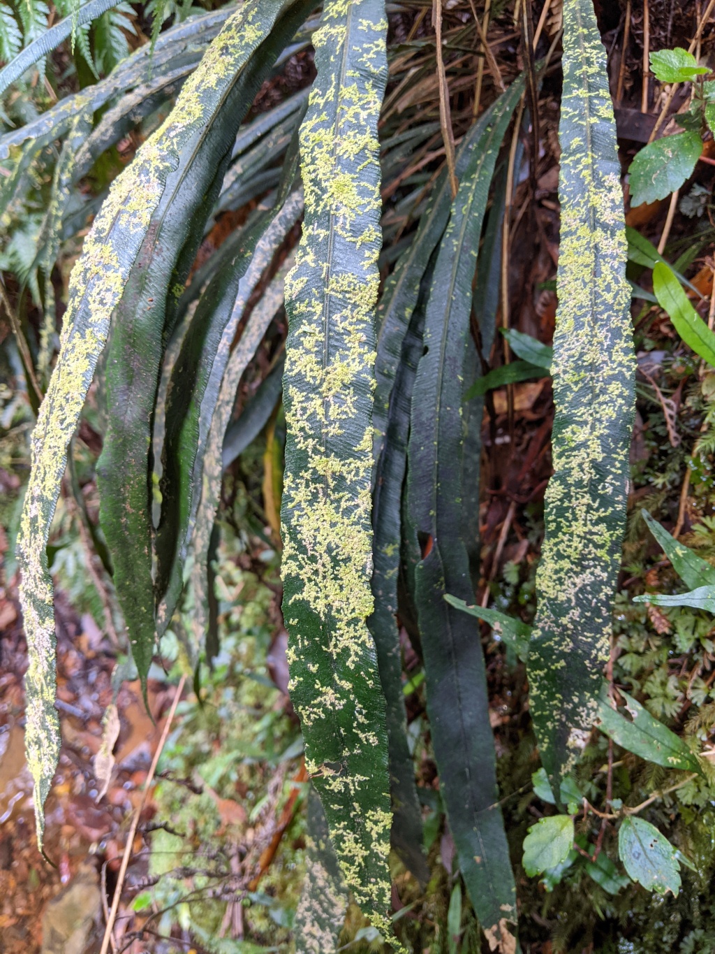 Lejeuneaceae (hero image)