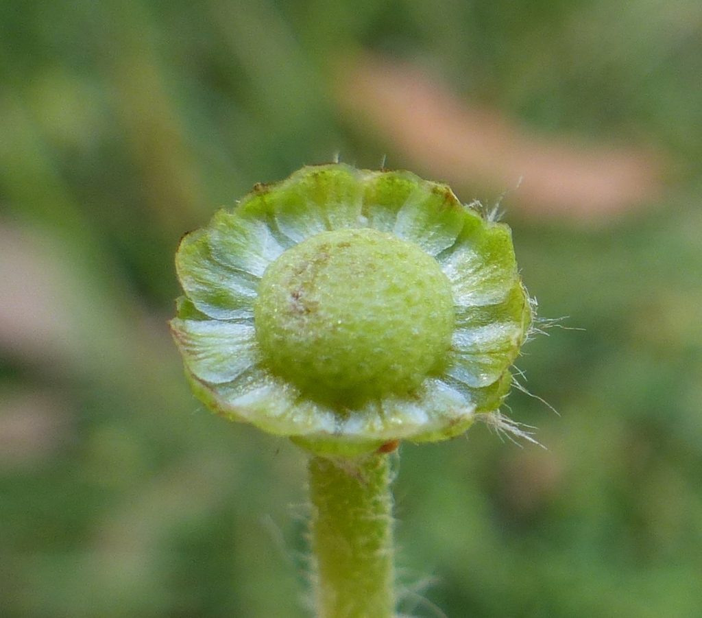 Leptinella filicula (hero image)