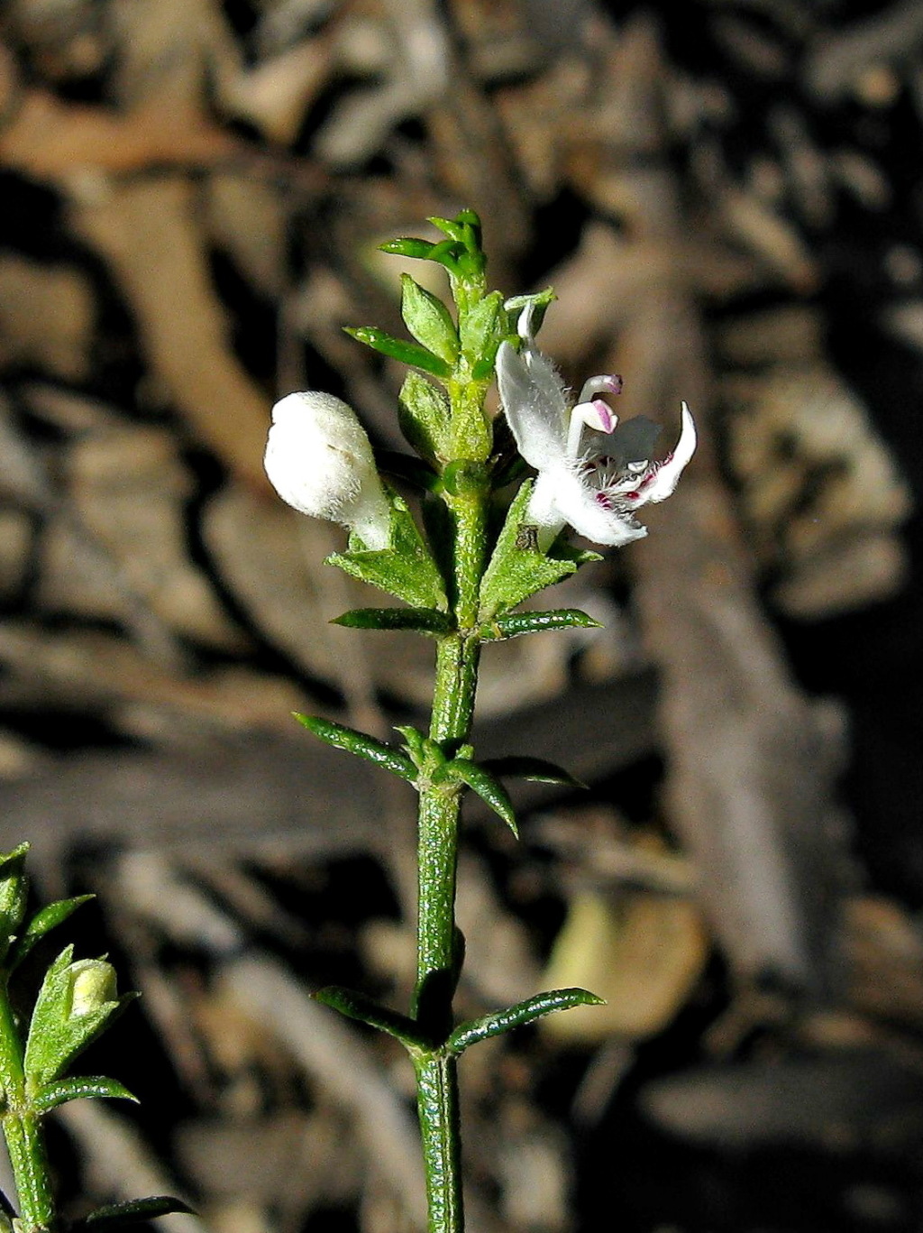 Westringia rigida (hero image)
