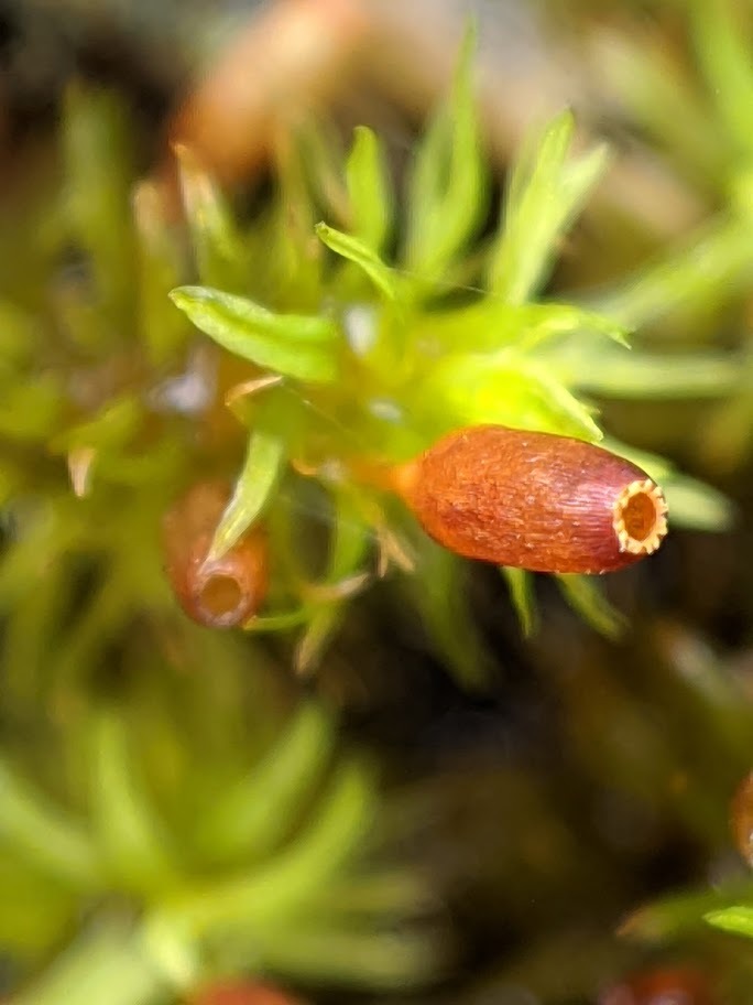 Macromitrium involutifolium (hero image)