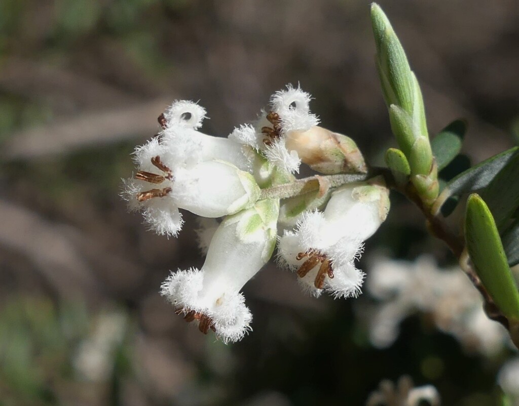 Acrothamnus hookeri (hero image)