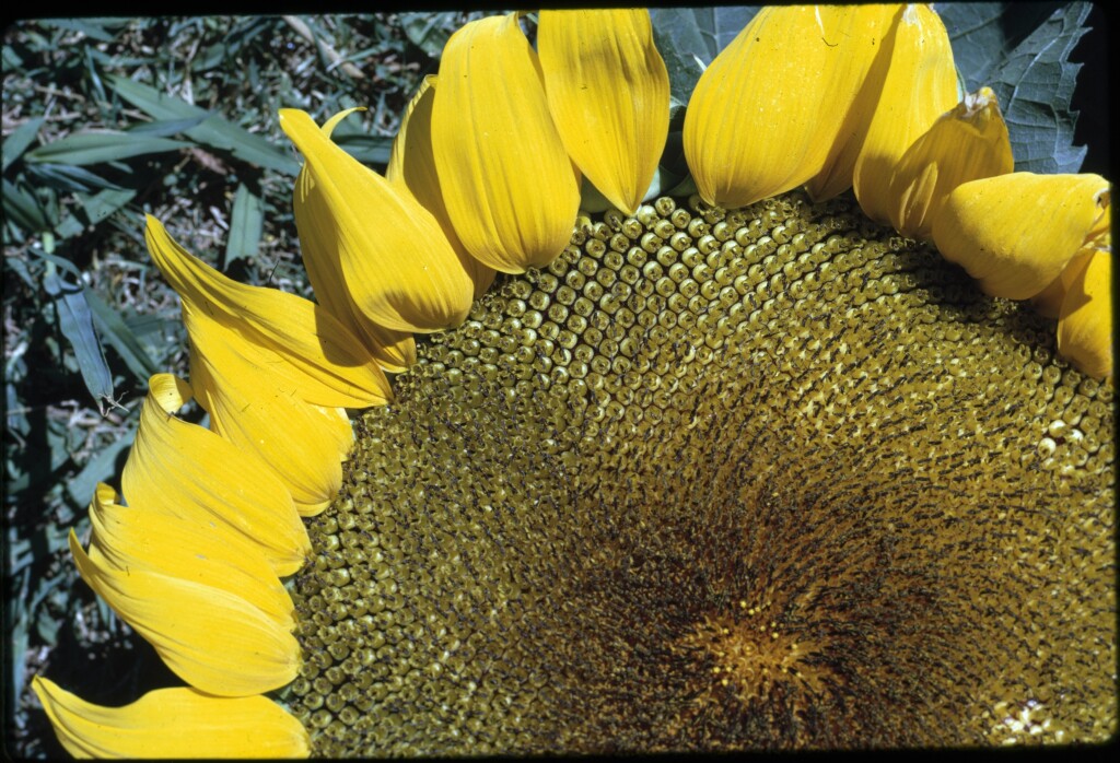 Helianthus annuus (hero image)