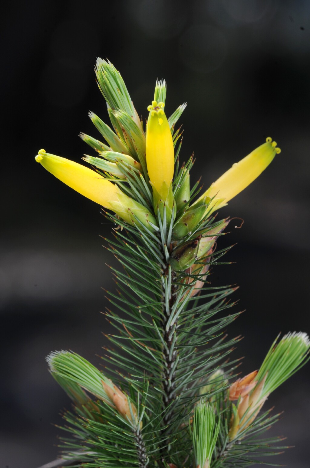 Stenanthera pinifolia (hero image)